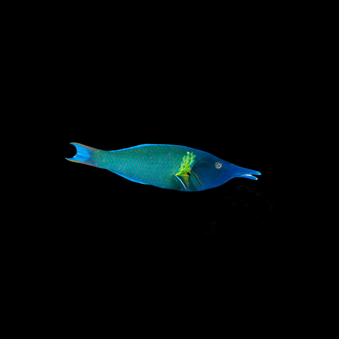 Green Bird Wrasse (Gomphosus Varius)