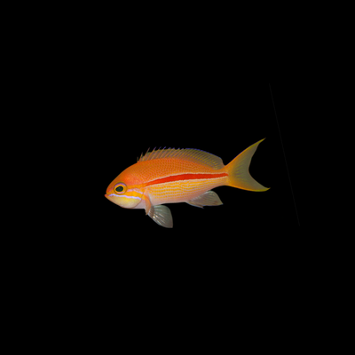 Red Stripe Anthias (Anthias Fasciatus)