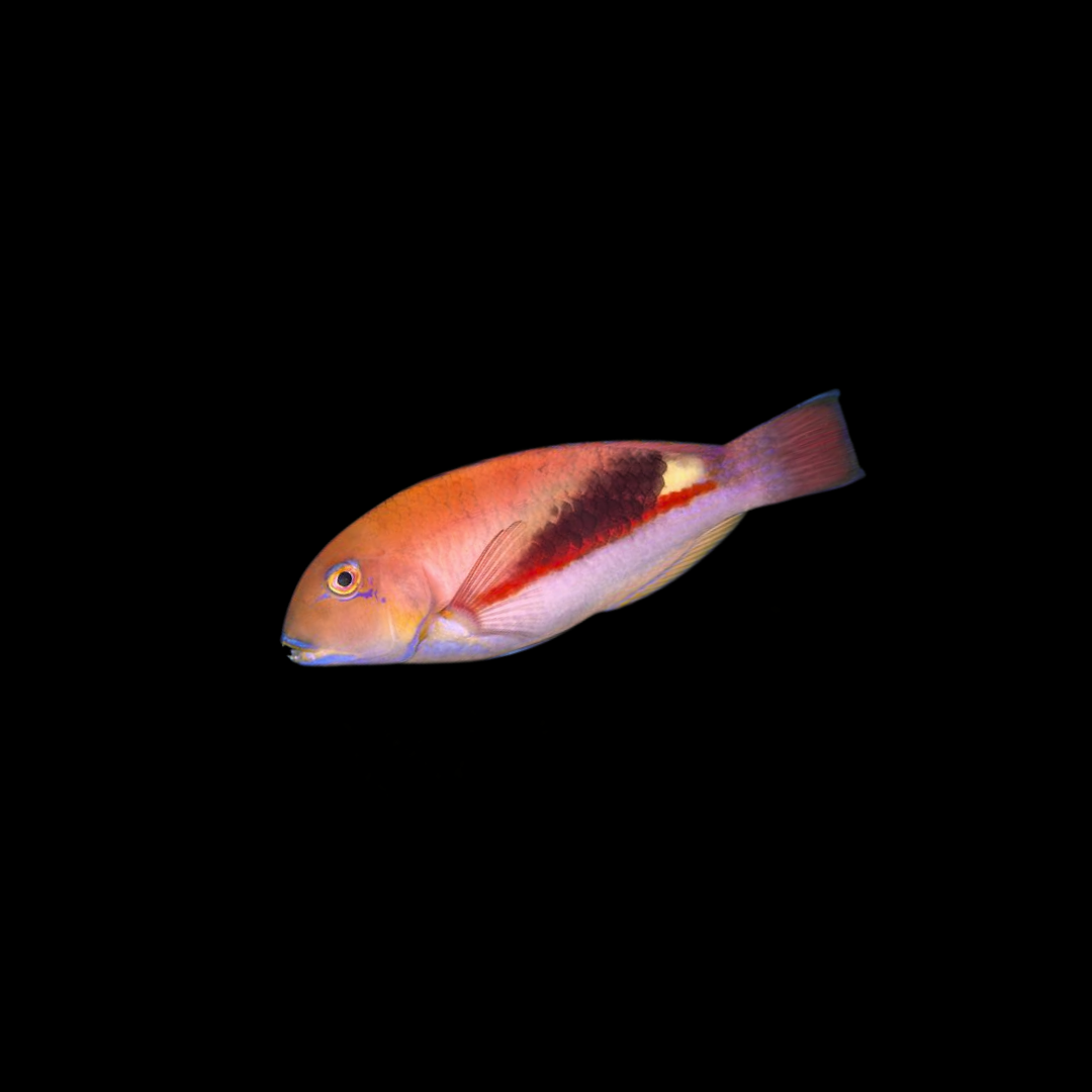 Eyebrow Tuskfish (Choerodon zamboangae)