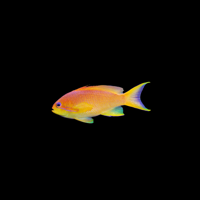 Lyretail Anthias (Pseudanthias squamipinnis)