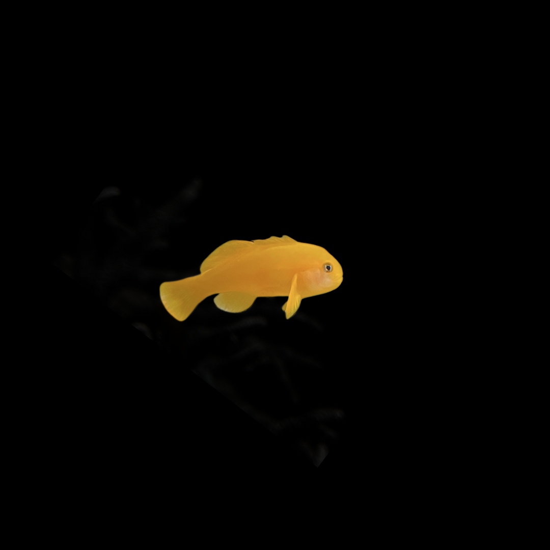 Yellow Clown goby (Gobiodon okinawae)