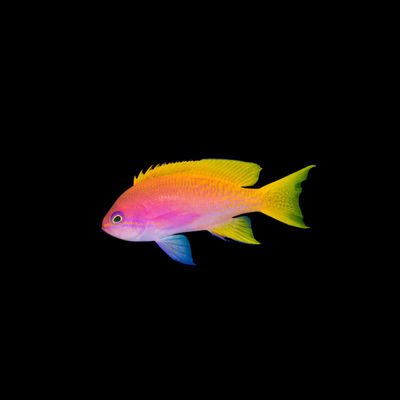 Bimaculatus Anthias (Pseudanthias bimaculatus)