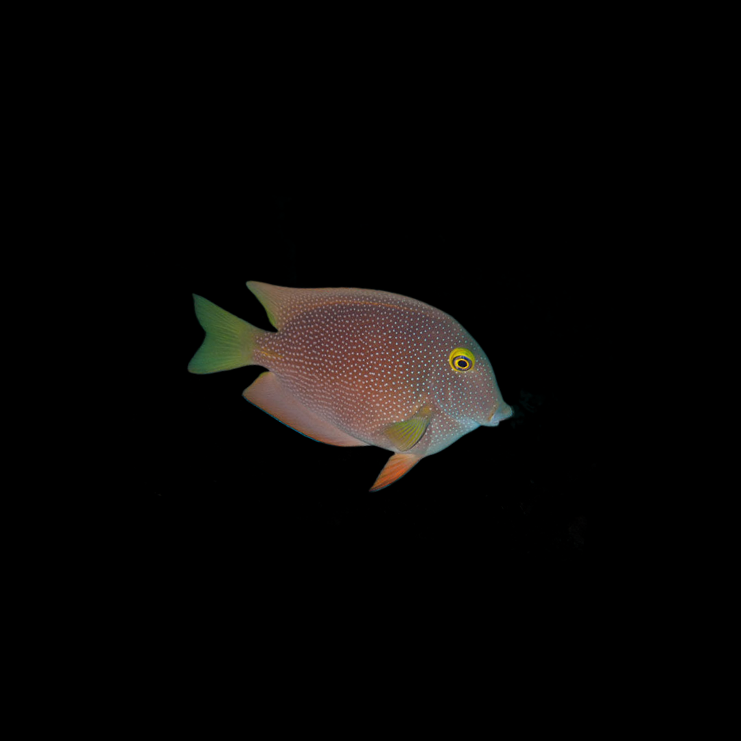 Indian Gold Ring Bristletooth (Ctenochaetus Truncatus)