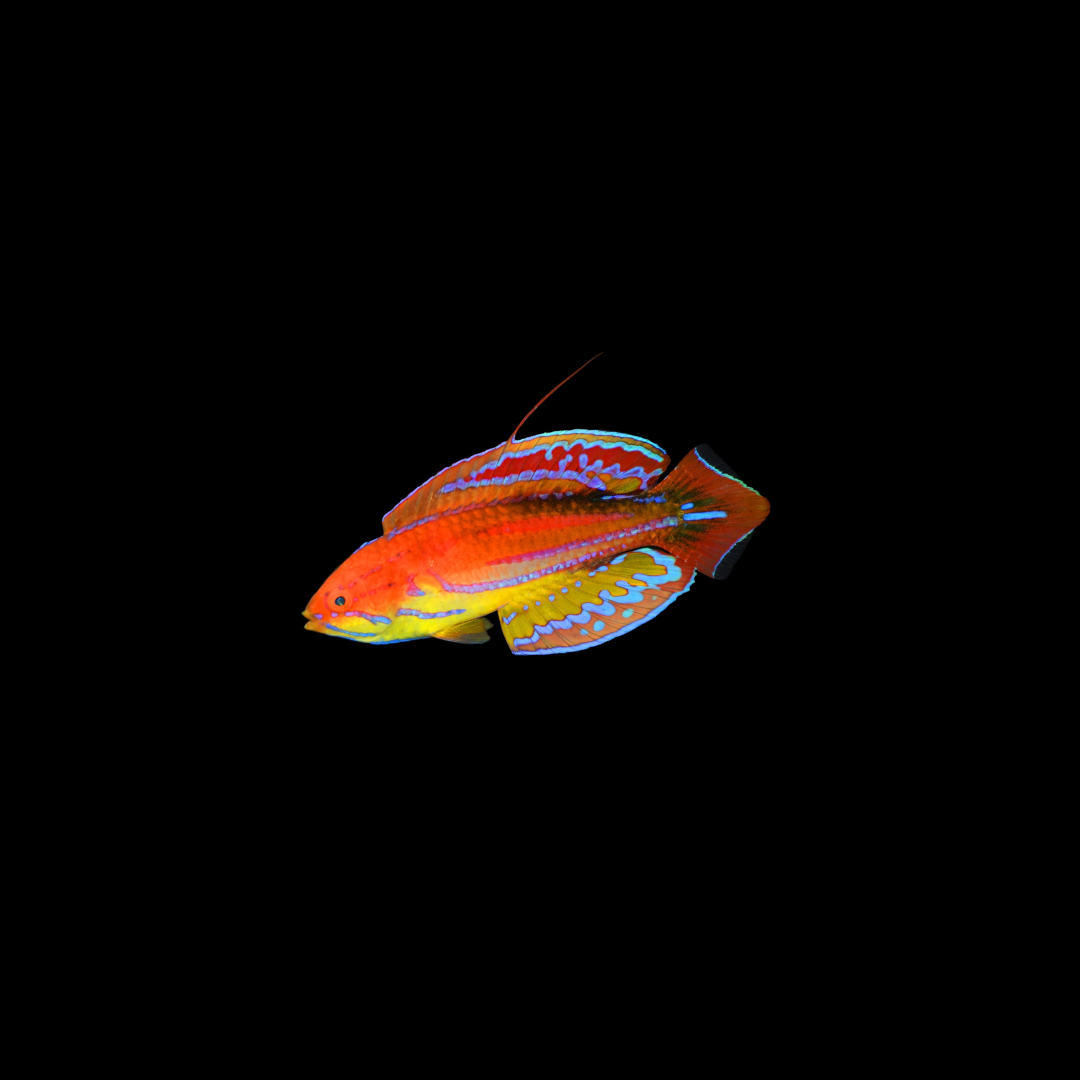 Diamond-Tail Flasher Wrasse (Parachelinus Anttennatus)