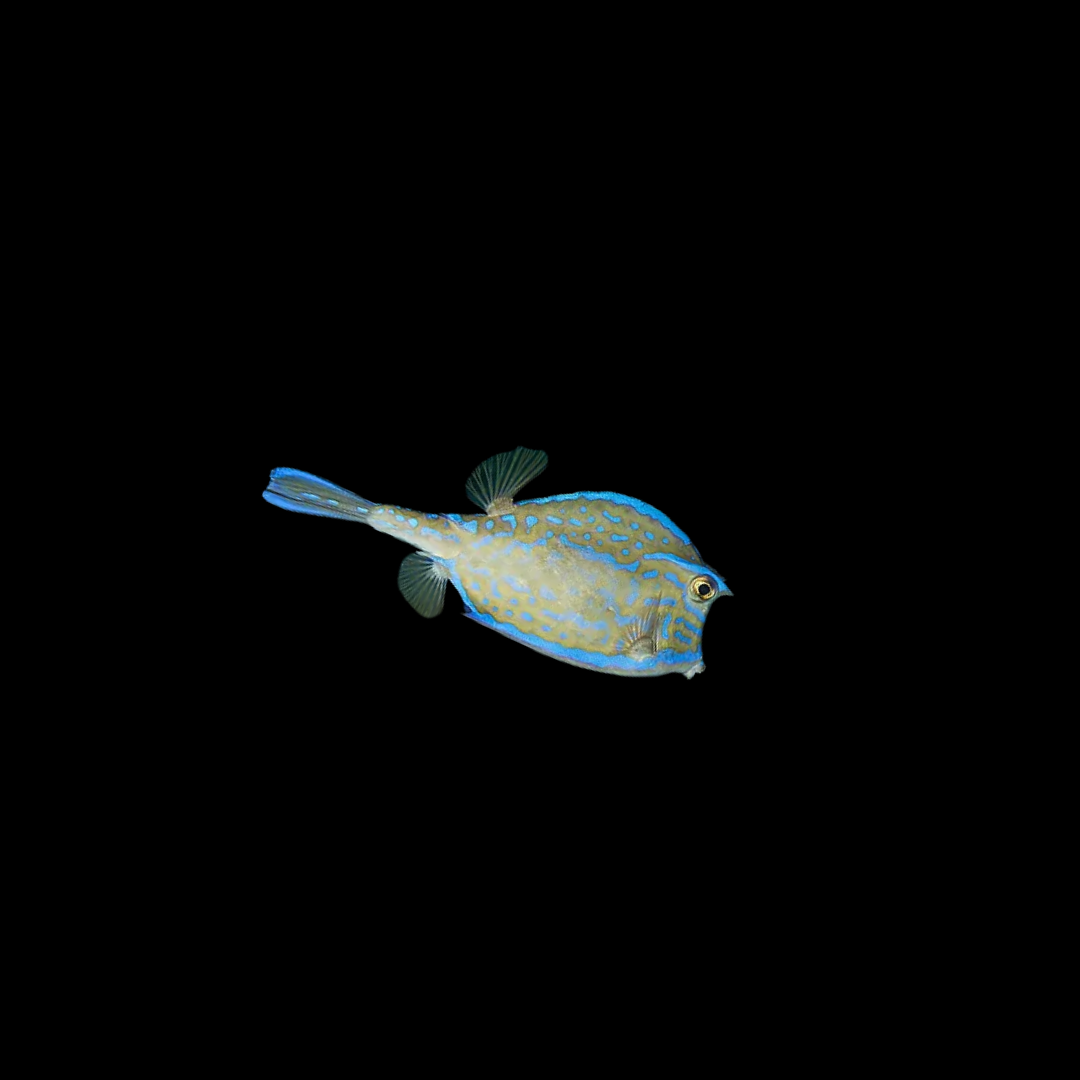 Scrawled Blue Spot Cowfish (Acanthostracion Quadricornis)