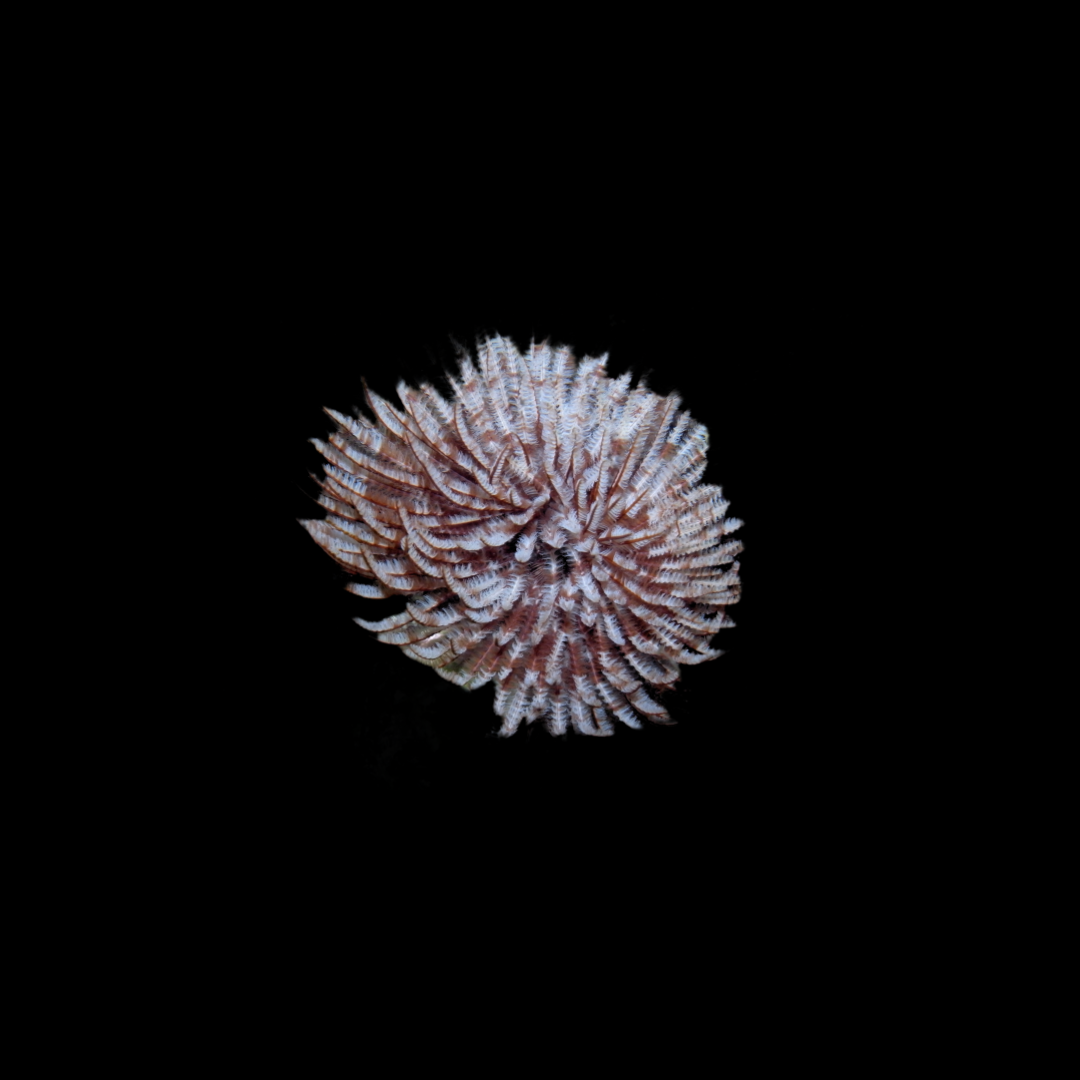 Brown Featherduster (Sabellastarte Sanctijosephi)