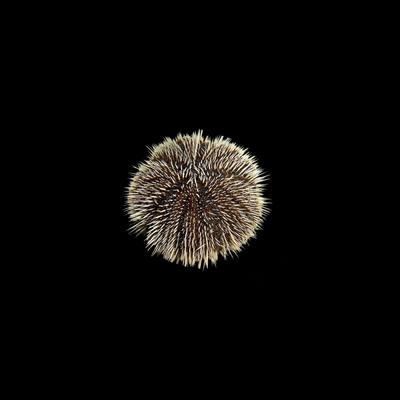 White Sea Urchin(Tripneustes Sp.)
