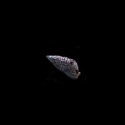 Black Cerith Snail (Cerithium Caeruleum)