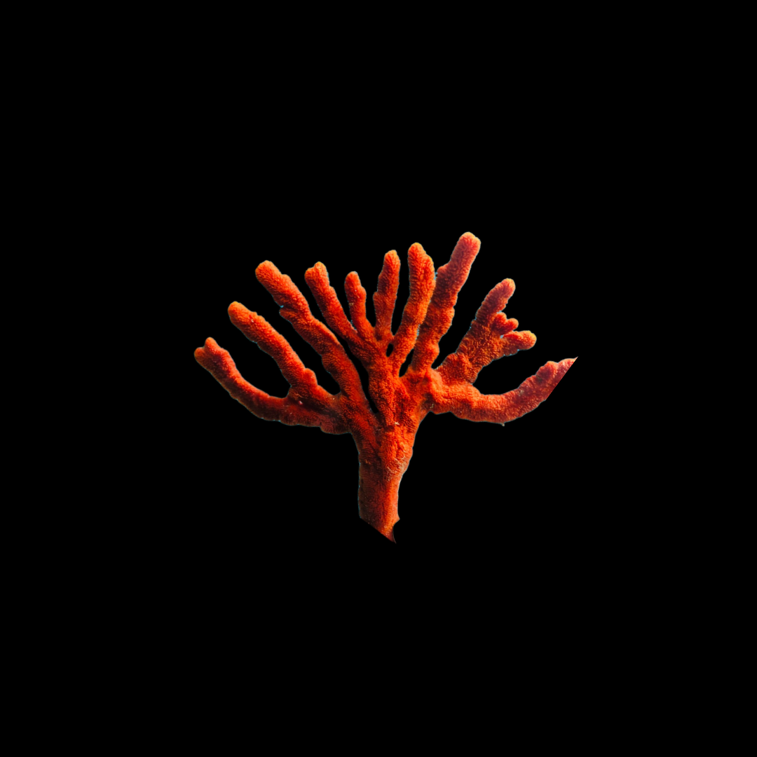 Orange Tree Sponge (Ptilocaulis sp.)