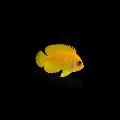Lemonpeel Angelfish (Centropyge Flavissima)