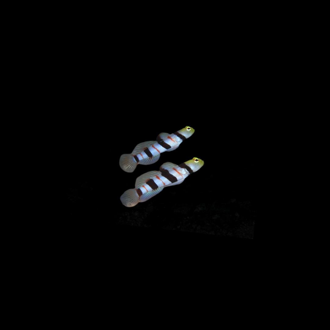 Dracula Goby (Stonogobiops dracula)