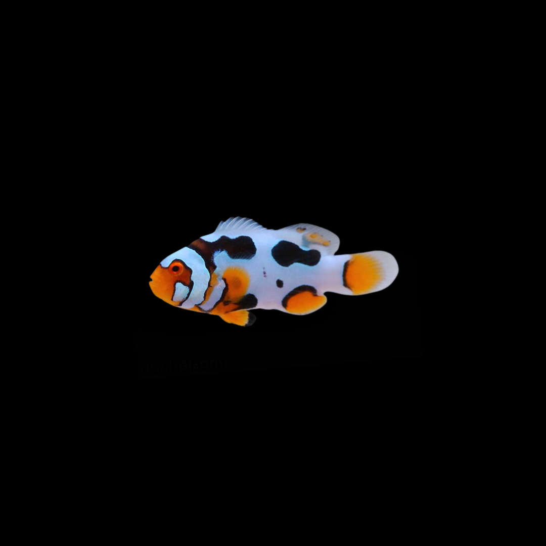 Premium Black Helmet Picasso (Percula Sp.)