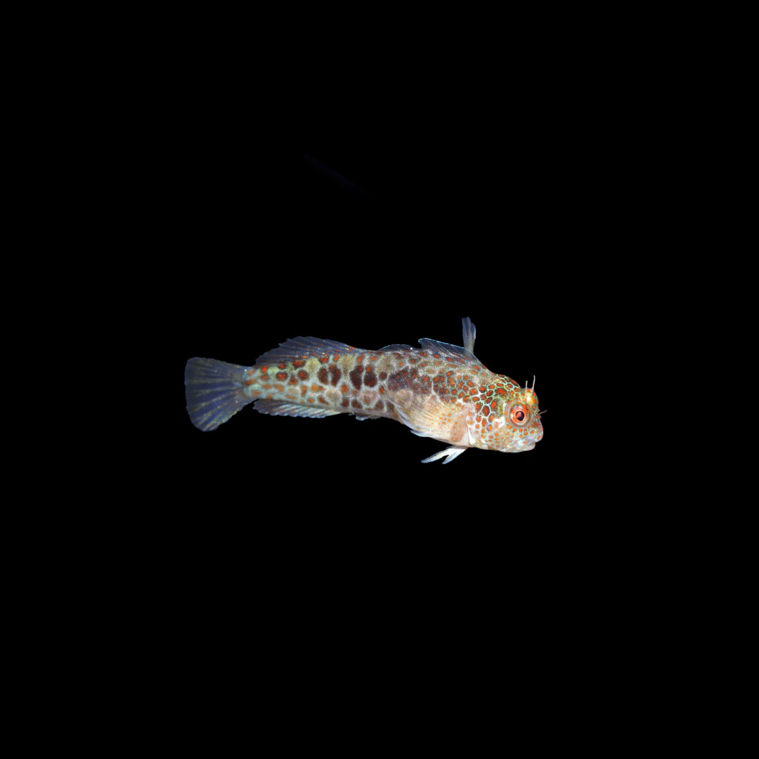 Tessellated Blenny (Hypsoblennius invemar)