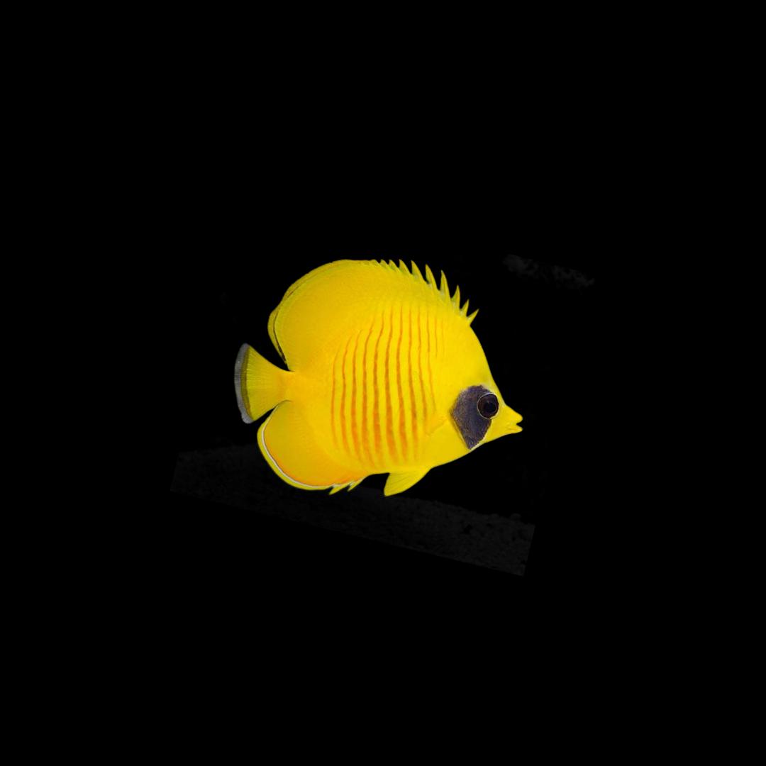 Golden Butterflyfish (Chaetodon semilarvatus)
