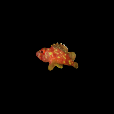 Scorpion Fish