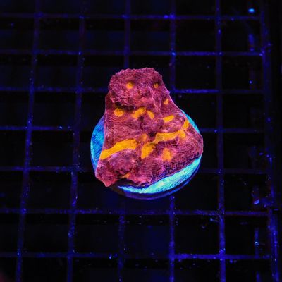 Rainbow Chalice Frag (Echinophyllia Aspera)