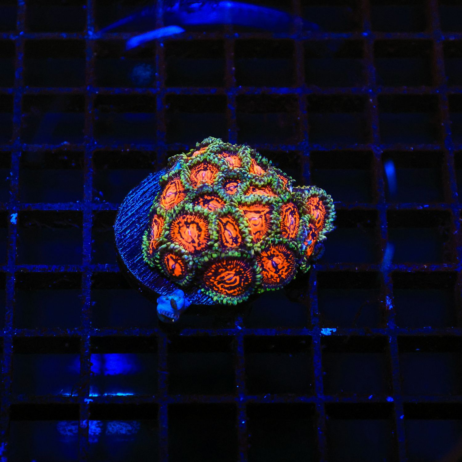 Sticker Shocker Zoa Frag (Zoanthid Sp.)