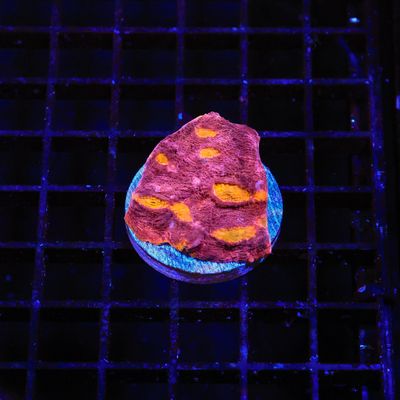 Rainbow Chalice Frag (Echinophyllia Aspera)