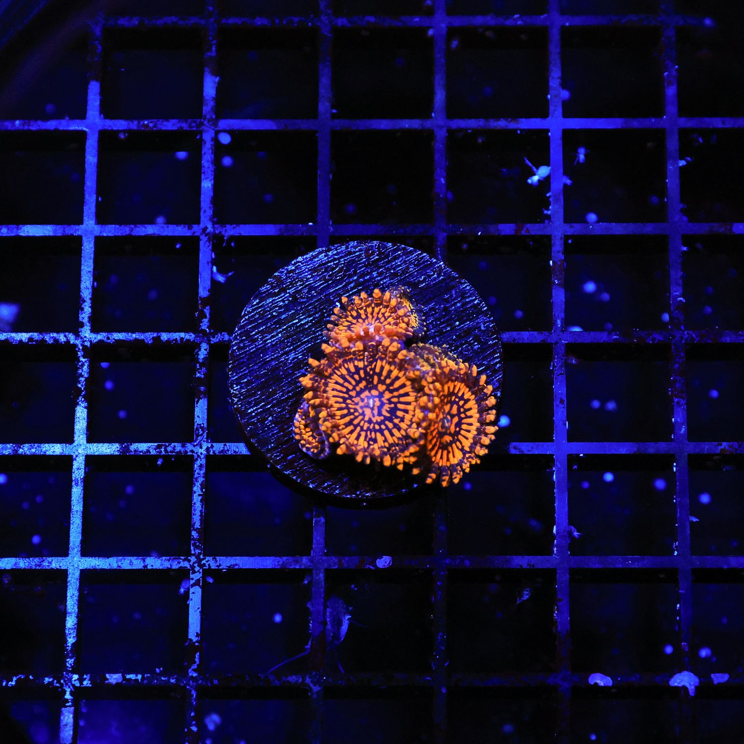 Spellbinder Zoa Per Polyp (Zoanthid Sp.)