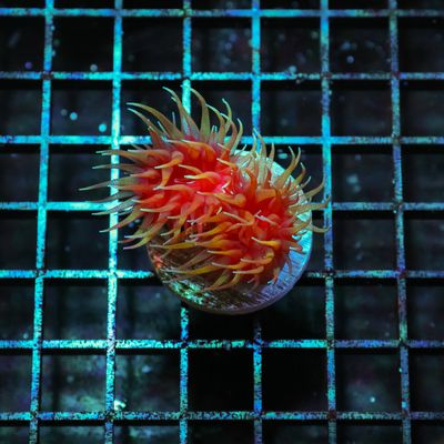 Super Sun Coral 2-3 Heads (Tubastraea Coccinea)