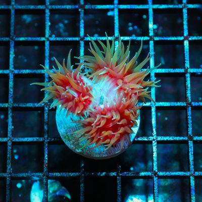 Super Sun Coral 2-3 Heads (Tubastraea Coccinea)