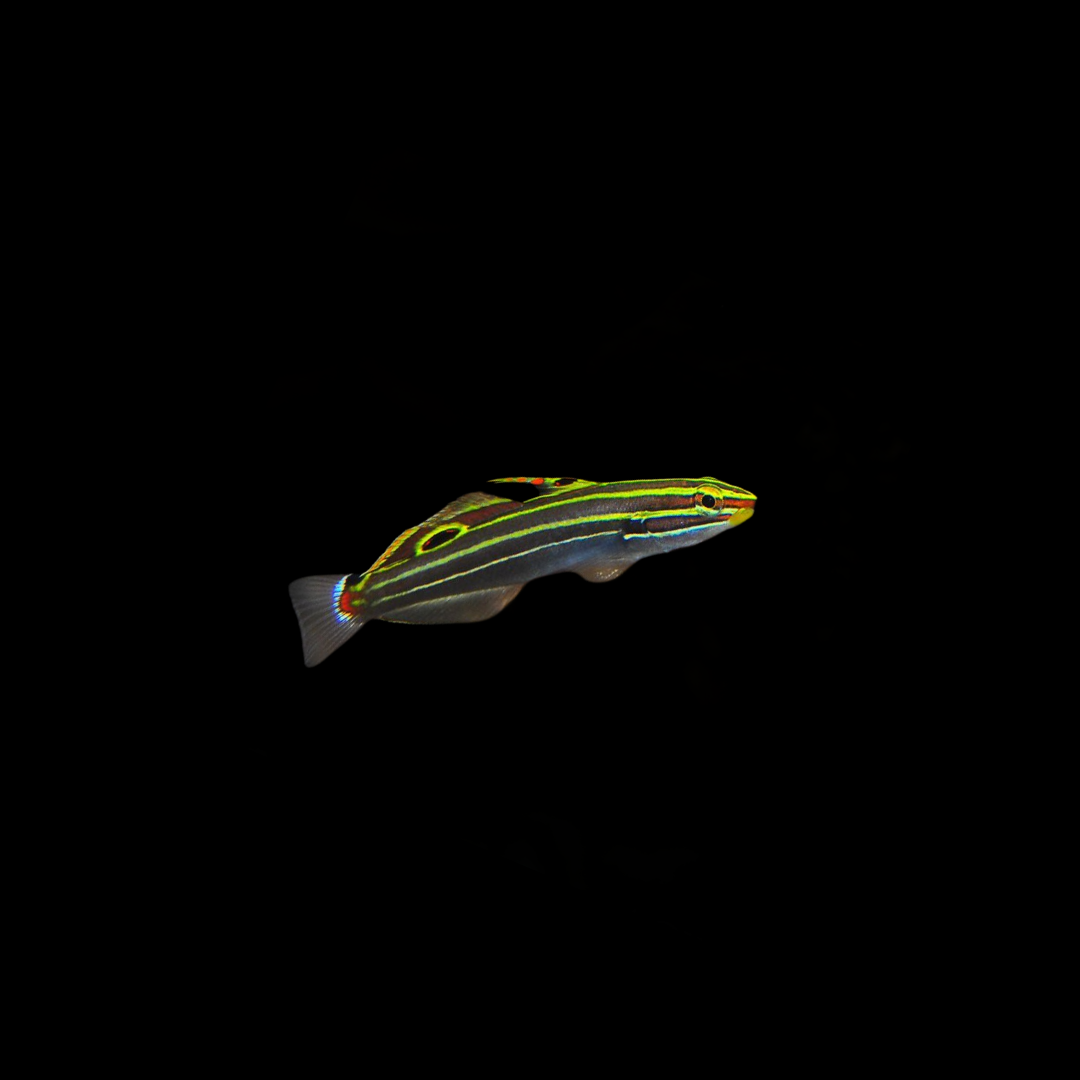 Hector&#39;s Goby (Koumansetta hectori)
