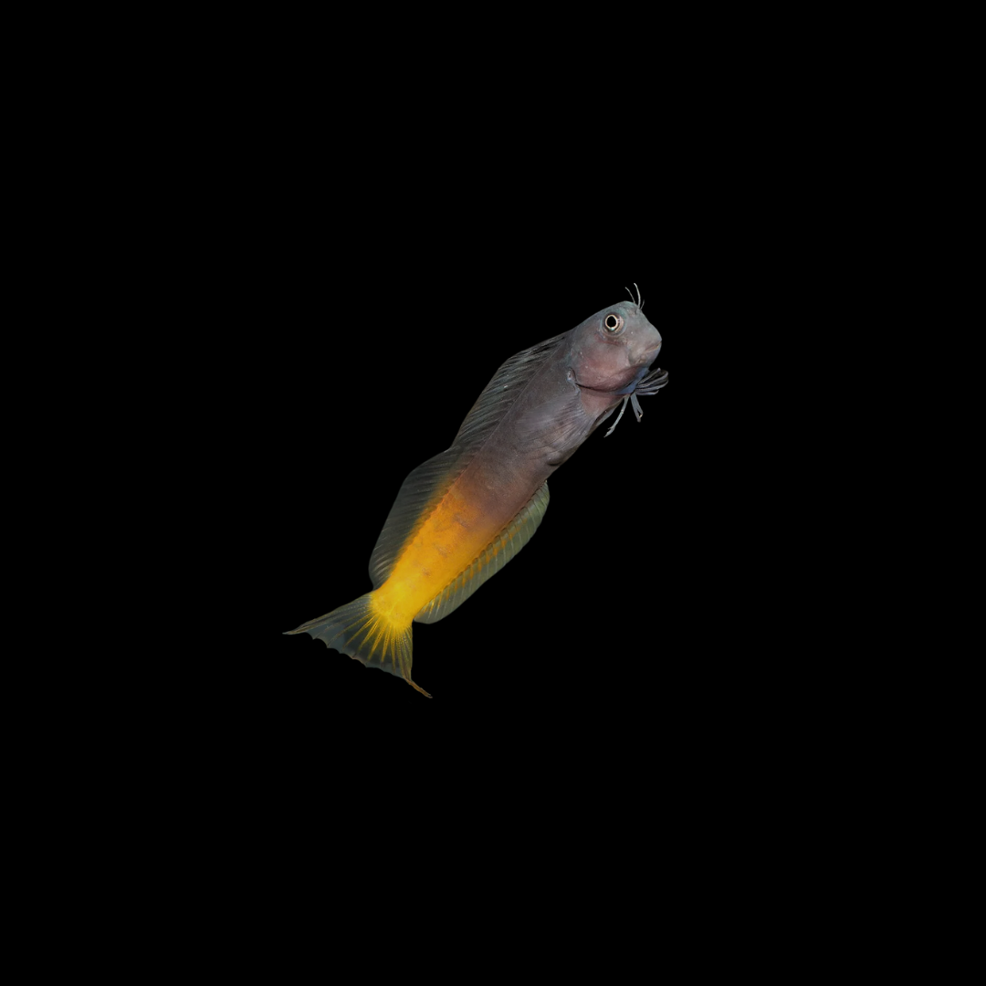Bicolor Blenny (Ecsenius bicolor)