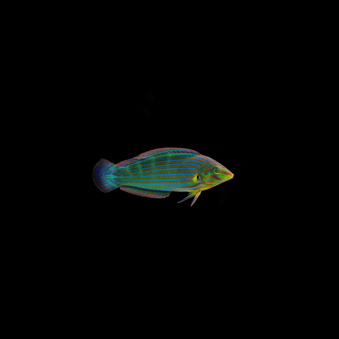 Melanurus Wrasse (Halichoeres Melanurus)