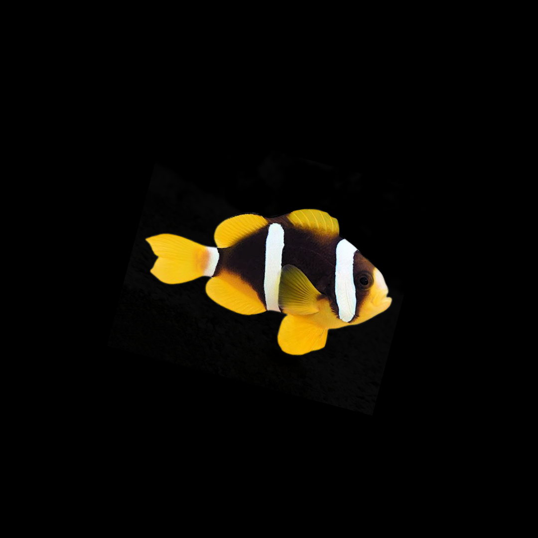 Clarkii Clownfish (Amphiprion Clarkii)