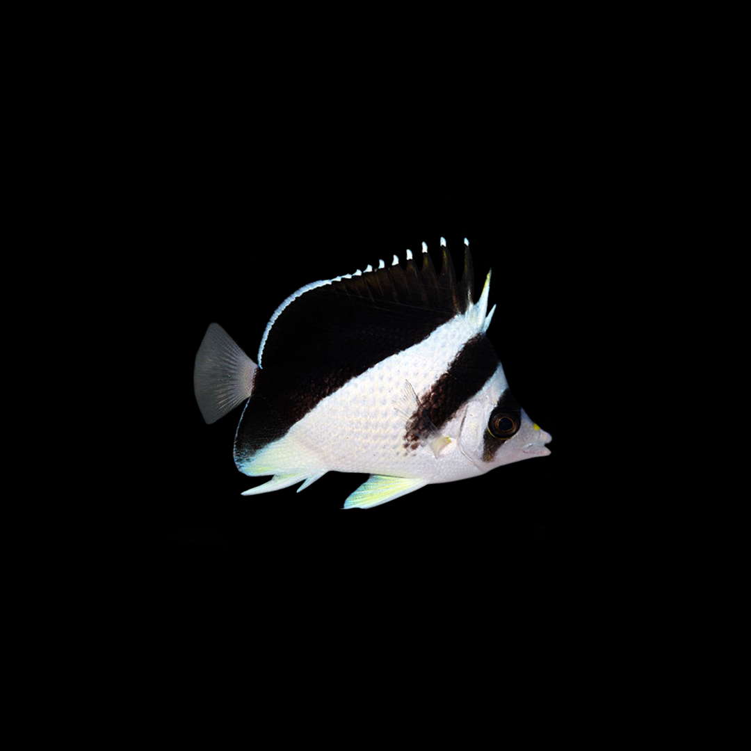 Burgess Butterflyfish (Chaetodon Burgessi)