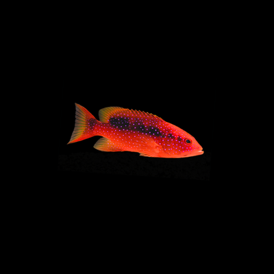 Cherry Grouper (Variola Louti)