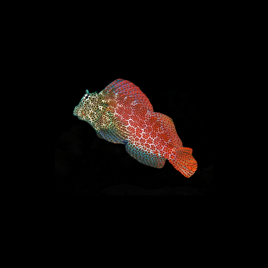 Leopard Blenny (Exallias brevis)