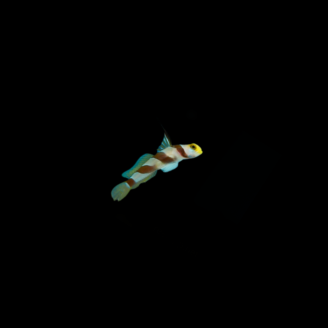 Hi Fin Red Banded Goby (Stonogobiops nematodes)