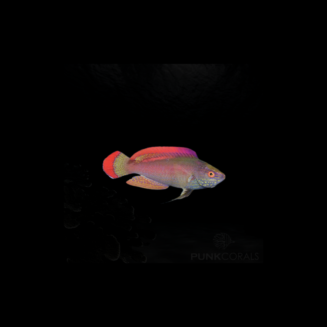 Pink Margin Fairy Wrasse (Cirrhilabrus Rubrimarginatus)