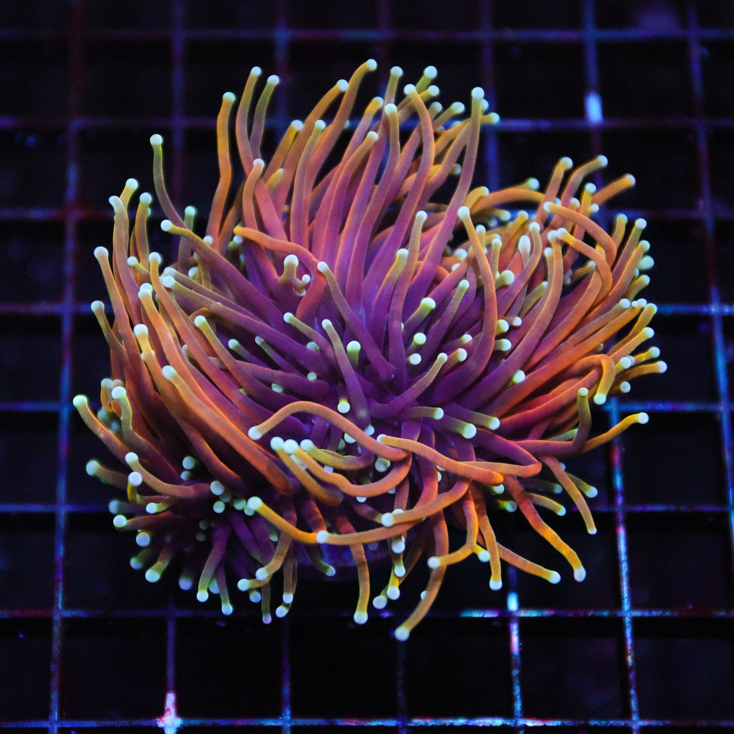 Hellfire Torch Torch - 1 Head Frags (Euphyllia glabrescens)
