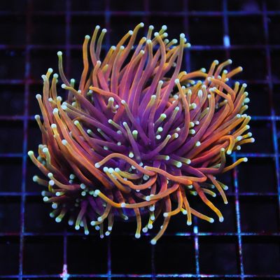 Hellfire Torch Torch - 1 Head Frags (Euphyllia glabrescens)
