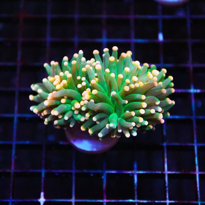 Mandarin Torch - 2 Head (Euphyllia Glabrescens)