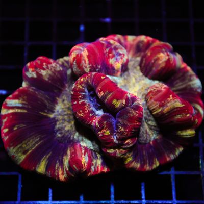 Rainbow Brain Coral 3 (Wellsophyllia Radiata)
