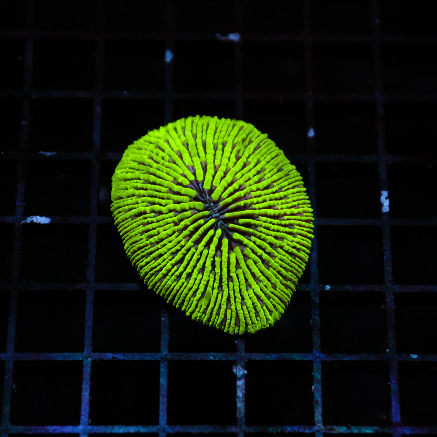 Green Plate Coral (Fungia Spp.)