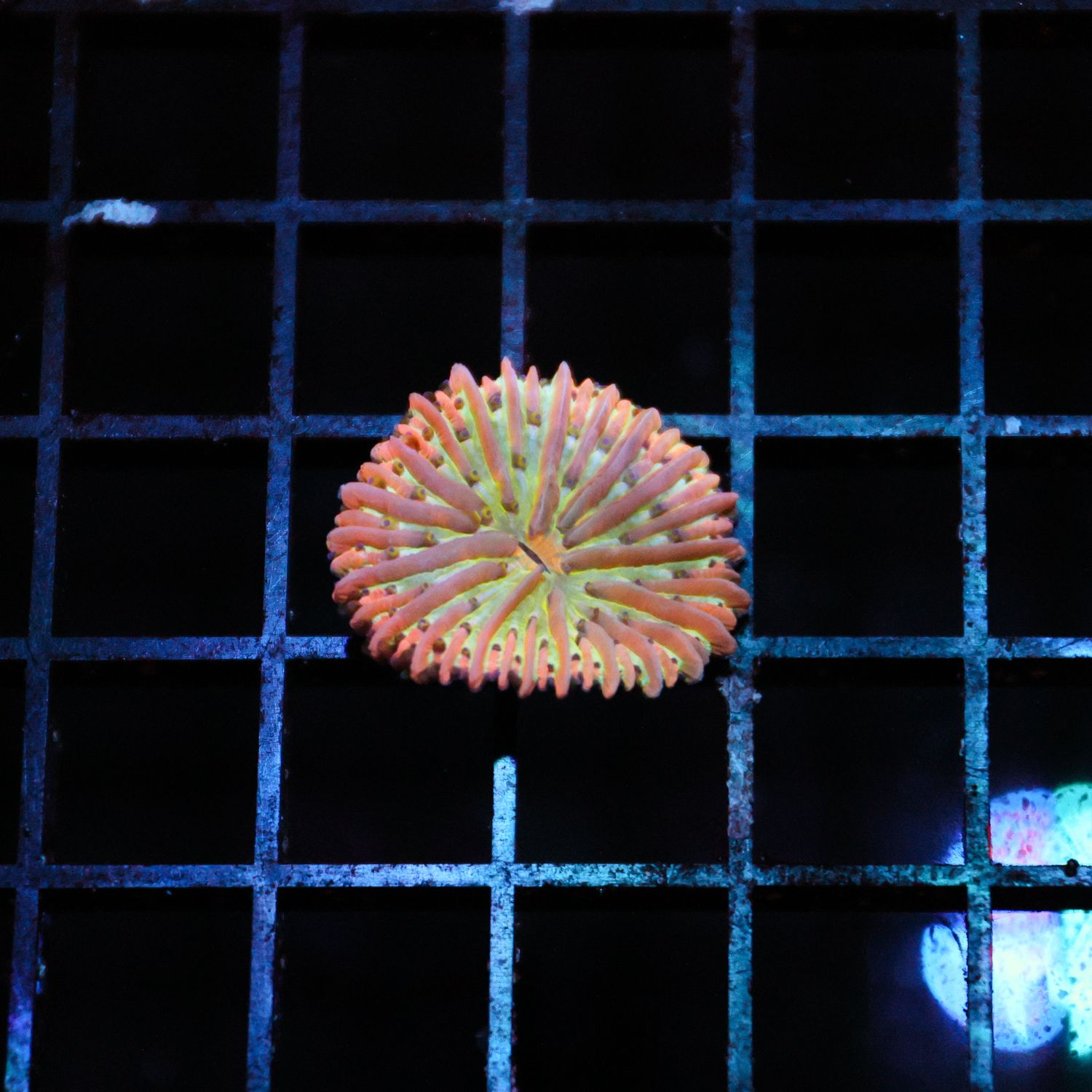 Rainbow Plate Coral 2 (Fungia Spp.)