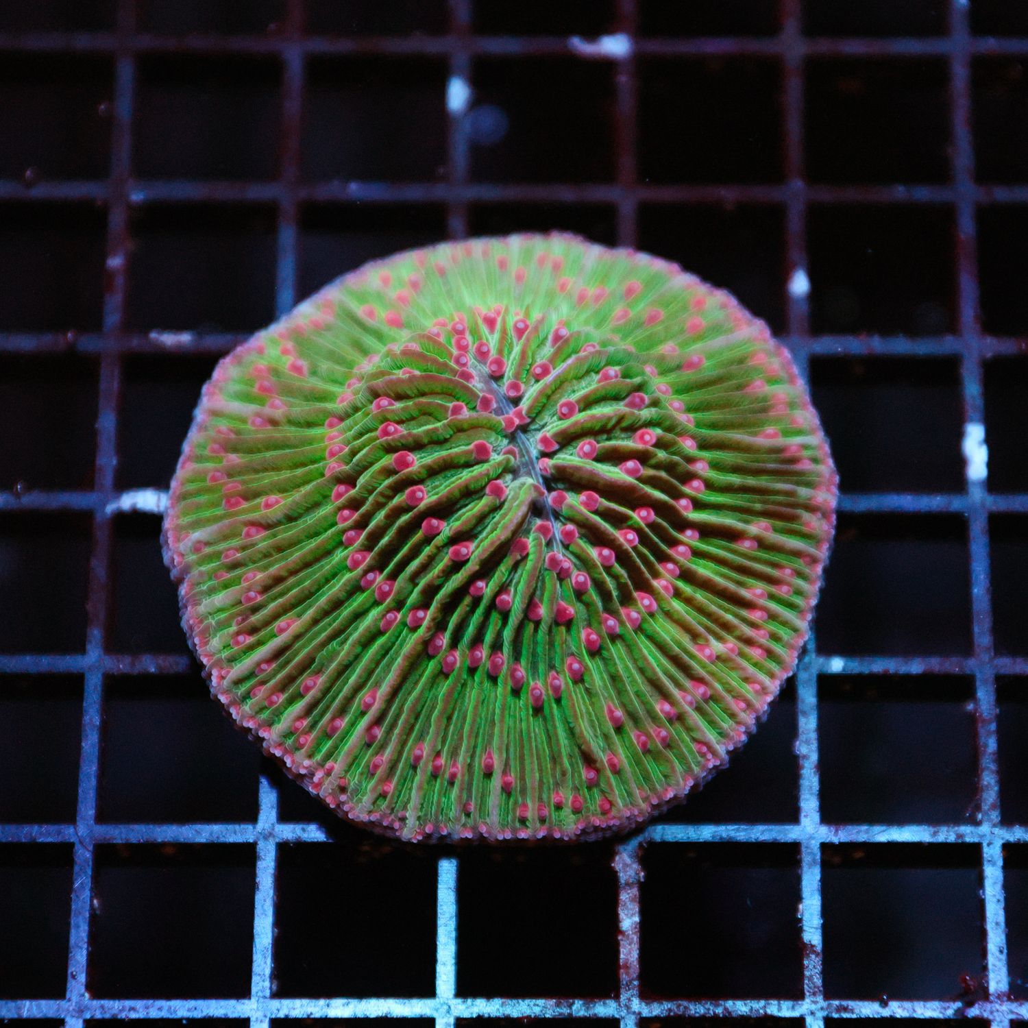 Rainbow Plate Coral 5 (Fungia Spp.)