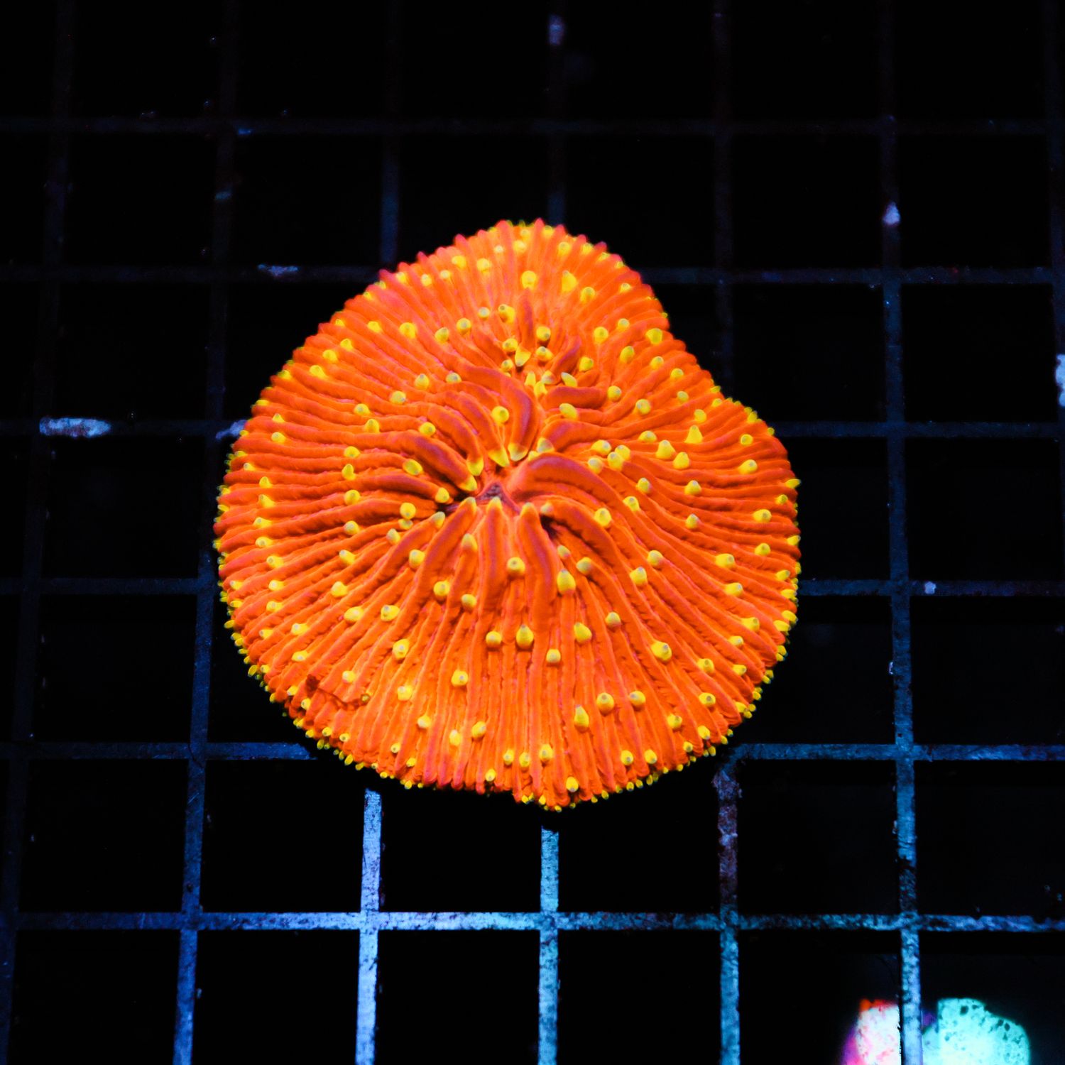 Orange With Yellow Tentacle Plate Coral 1 (Fungia Spp.)
