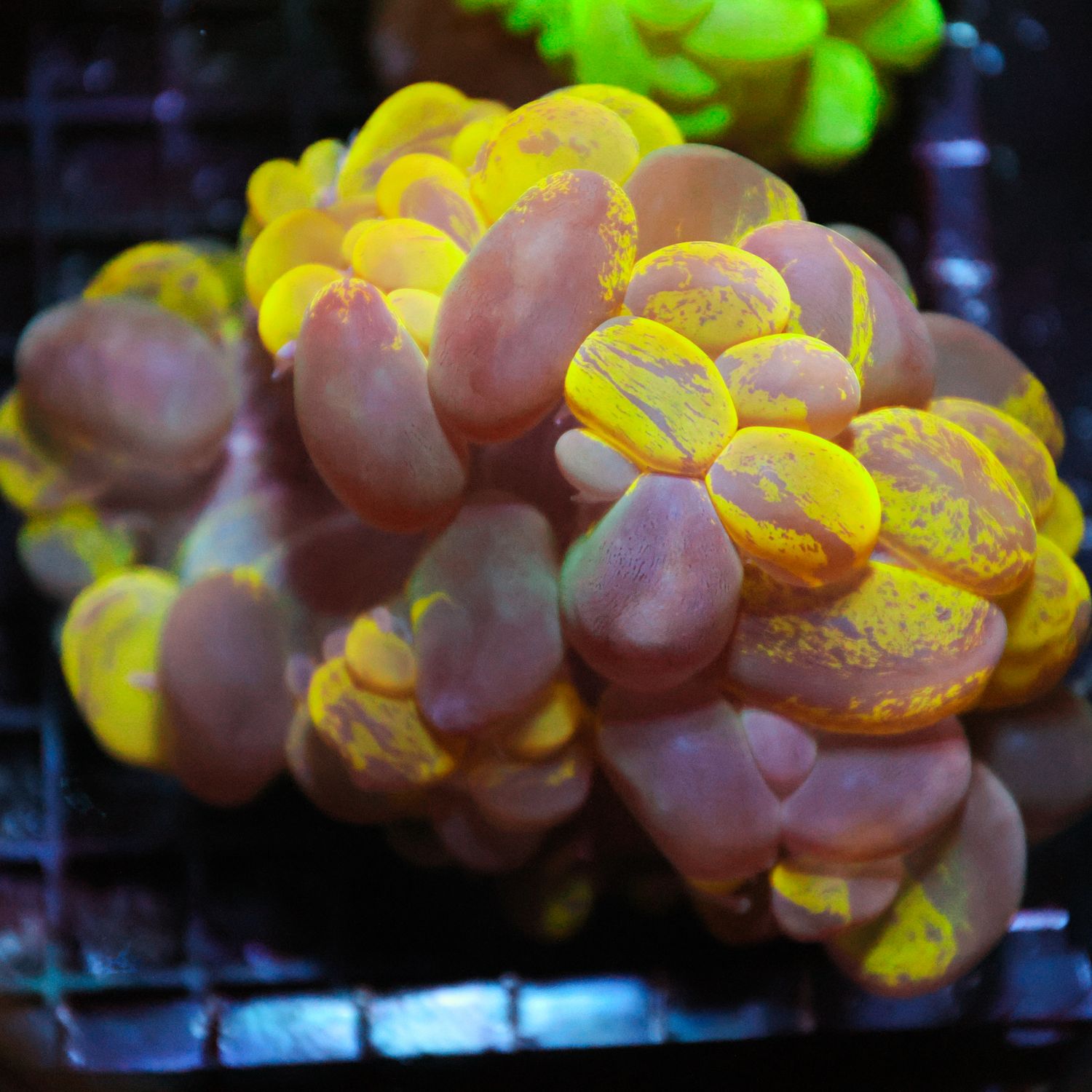 Yellow Bubble Coral (Plerogyra Sinuosa)