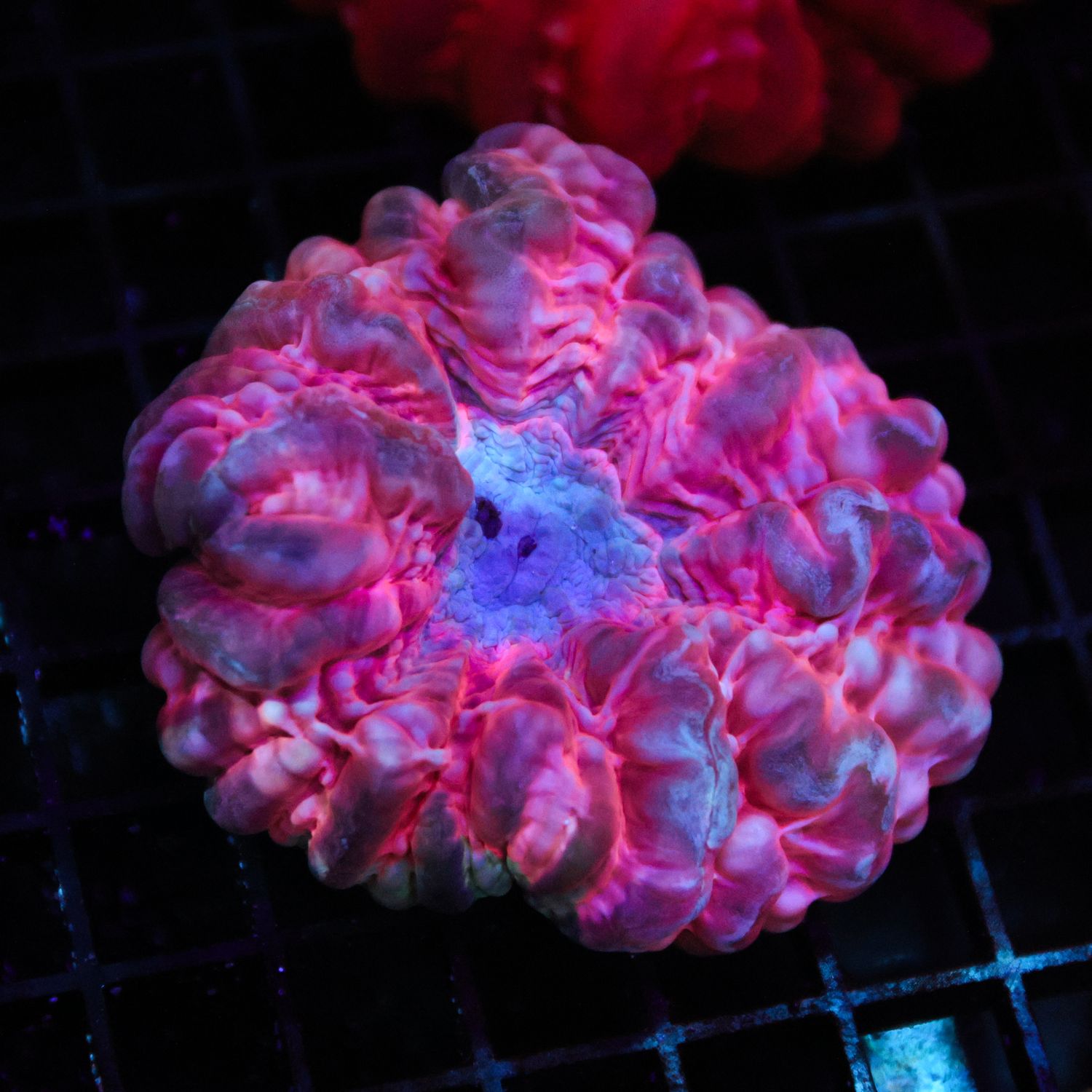 Pink Cynarina 1 (Cynarina Lacrymalis)