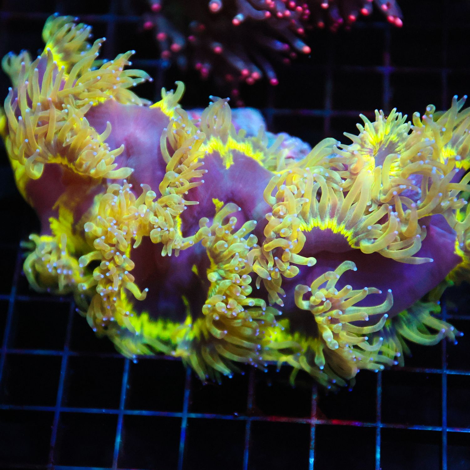 Neon Green Purple Tip Elegance Coral (Cataphyllia Jardinei)