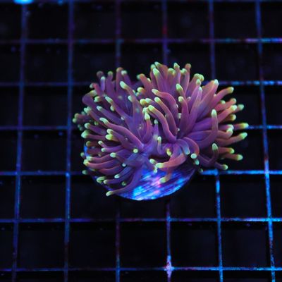 Ultra Gold White Tip Torch - 1 Head (Euphyllia Glabrescens)
