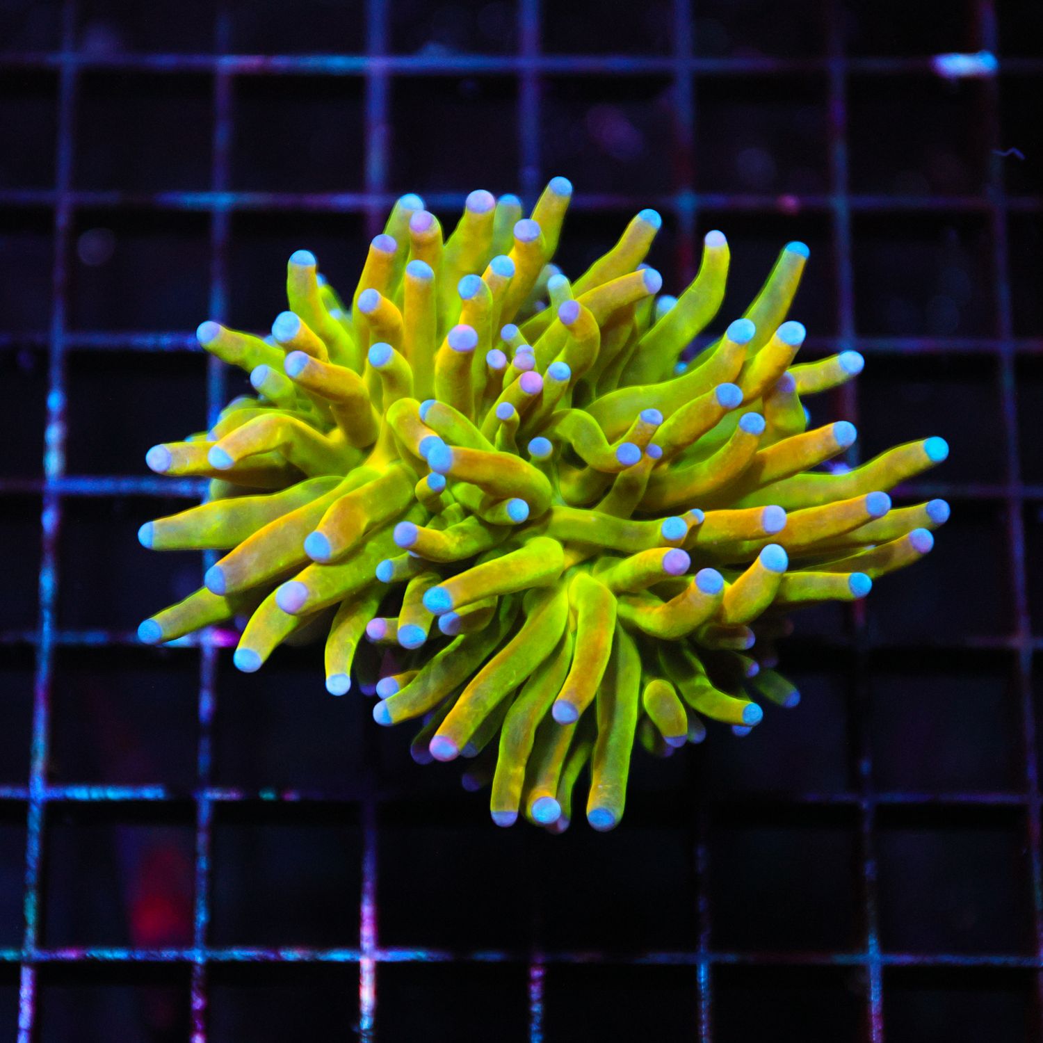 Holy Grail A Torch - 1 Head (Euphyllia Glabrescens)