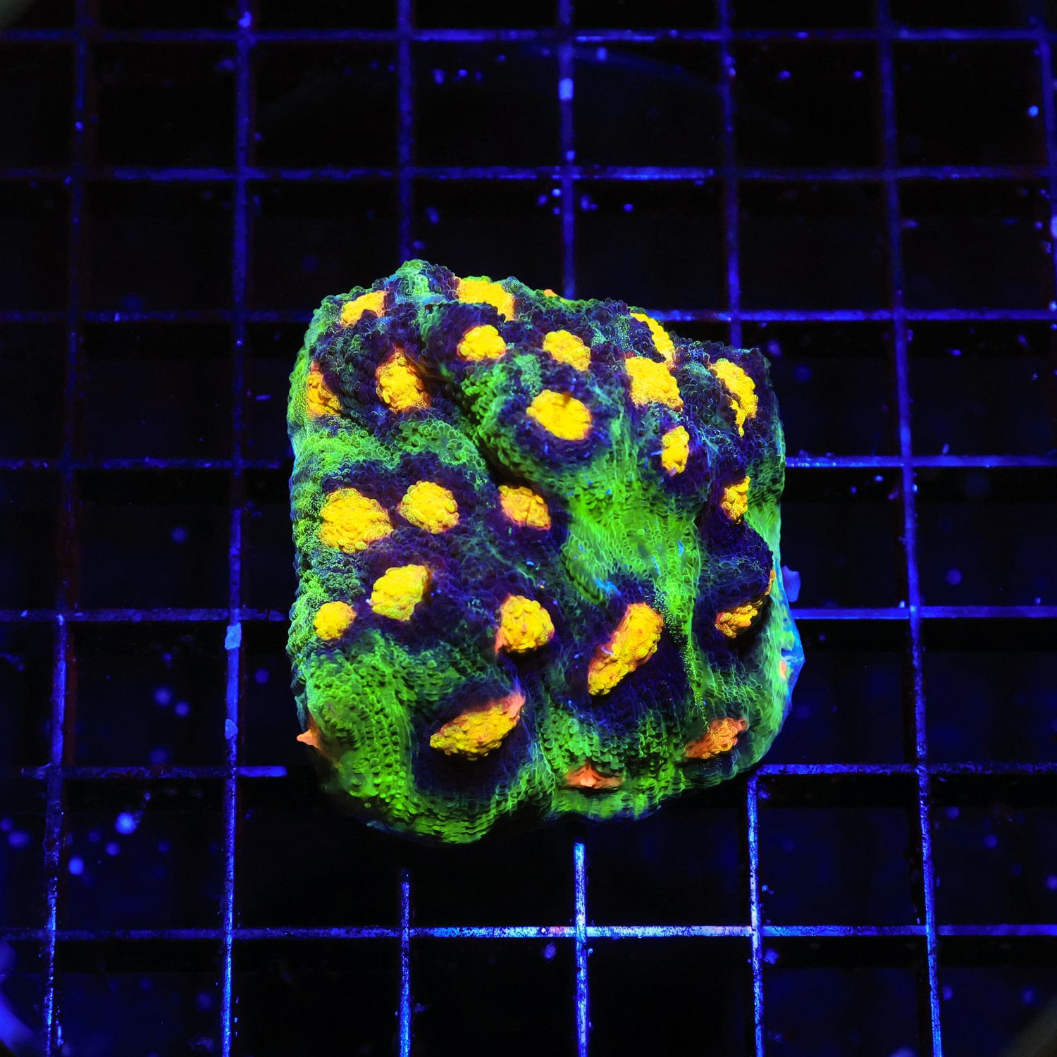 Raja Rampage Chalice Frag (Echinophyllia Aspera)