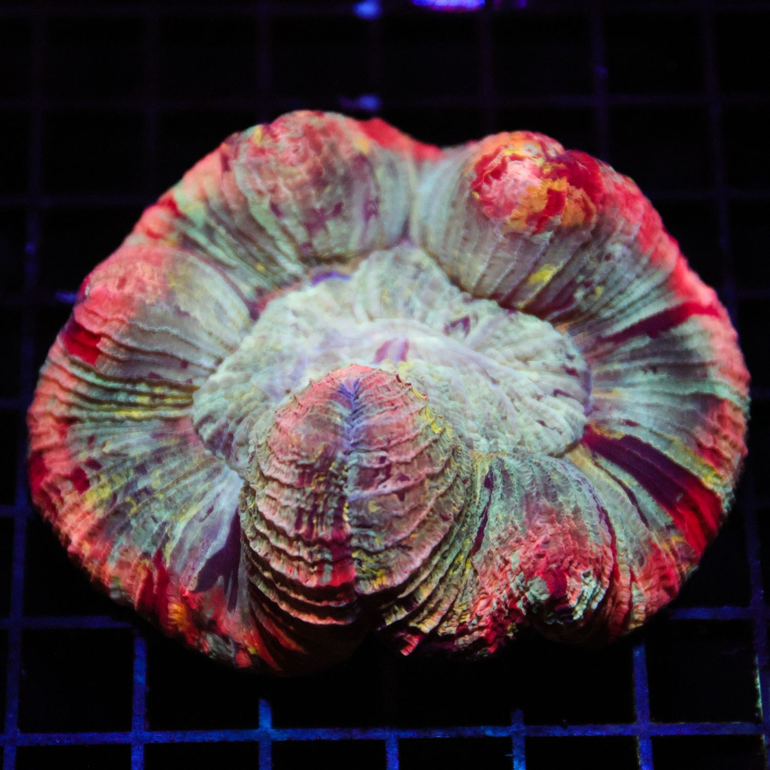 Rainbow Brain Coral 1 (Wellsophyllia Radiata)