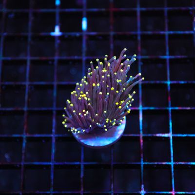 Indo Joker Torch - 1 Head (Euphyllia Glabrescens)